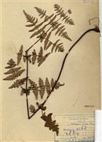 藏品(栗蕨)的圖片